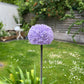 Allium / Zierlauch Gartenstecker
